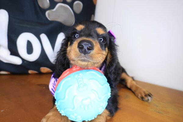 Rainbow Dachshund 01
