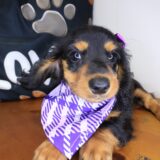 Rainbow Dachshund 04