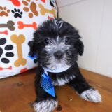 Rascal Shihpoo 01