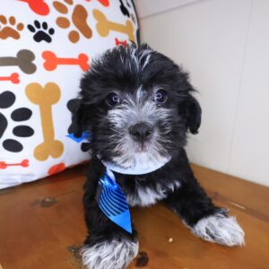 Rascal Shihpoo 01 Rascal Shihpoo 01