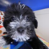 Rascal Shihpoo 03
