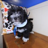 Rascal Shihpoo 04