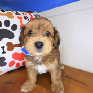 Rascalito Yorkiepoo 01 Rascalito Yorkiepoo 01