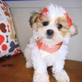 Raspberry Teddy Bear 02