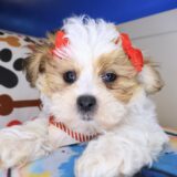 Raspberry Teddy Bear 04