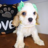 Raven Cocker Spaniel 03