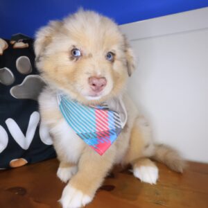 Reed Australian Shepherd 01 Reed Australian Shepherd 01