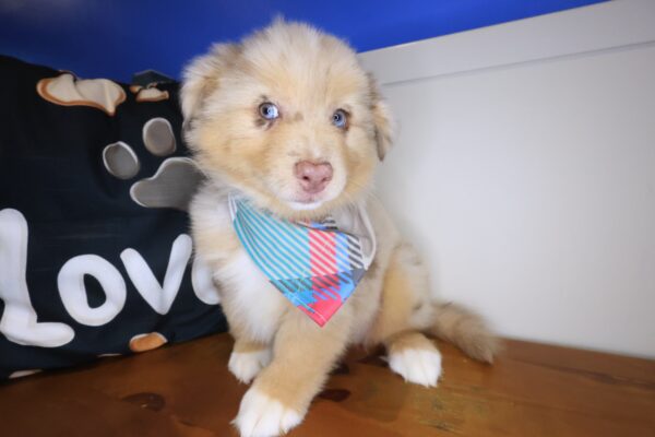 Reed Australian Shepherd 01