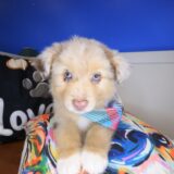 Reed Australian Shepherd 02