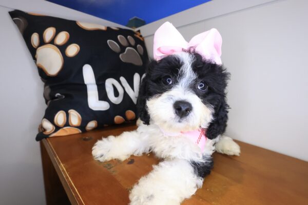 Remi Cavapoo 01