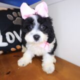 Remi Cavapoo 03