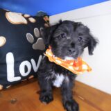 Ren Yorkiepoo 01