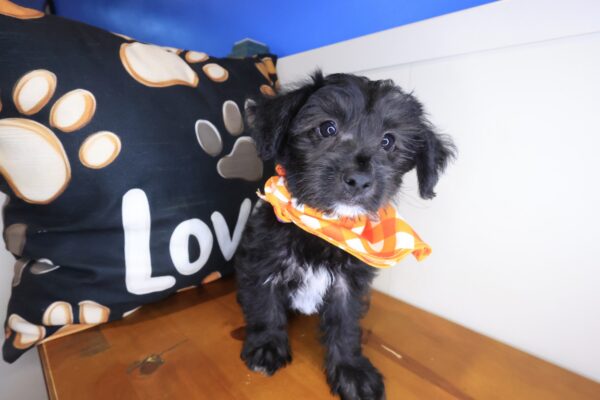 Ren Yorkiepoo 01