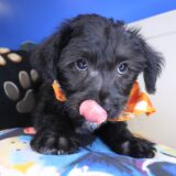 Ren Yorkiepoo 02