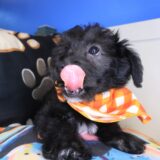 Ren Yorkiepoo 03