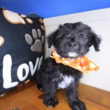 Ren Yorkiepoo 04