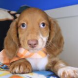 Rhett Dachshund 01