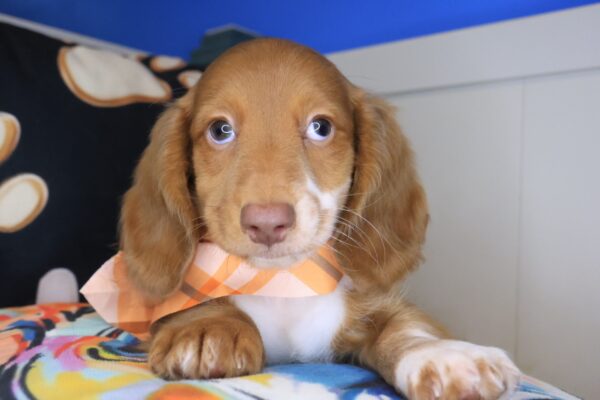 Rhett Dachshund 01