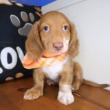 Rhett Dachshund 02
