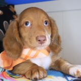 Rhett Dachshund 03