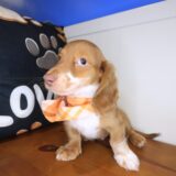 Rhett Dachshund 04