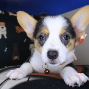 Rip Pembroke Welsh Corgi 01 Rip Pembroke Welsh Corgi 01