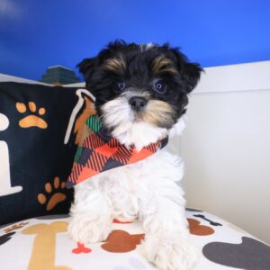 Ripper Yorkiepoo 01 Ripper Yorkiepoo 01