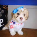 Rizzo Teddy Bear 02