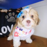 Rizzo Teddy Bear 04