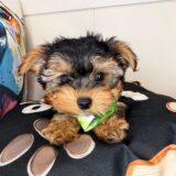 Rogue Yorkshire Terrier 01
