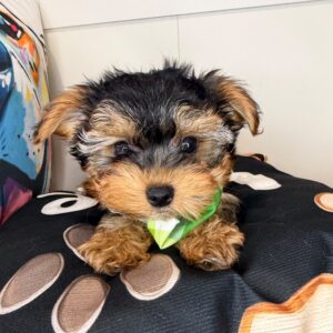 Rogue Yorkshire Terrier 01 Rogue Yorkshire Terrier 01