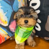Rogue Yorkshire Terrier 02