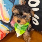 Rogue Yorkshire Terrier 03
