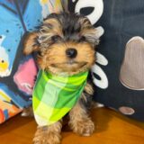 Rogue Yorkshire Terrier 04