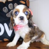 Rosalina Cocker Spaniel 01