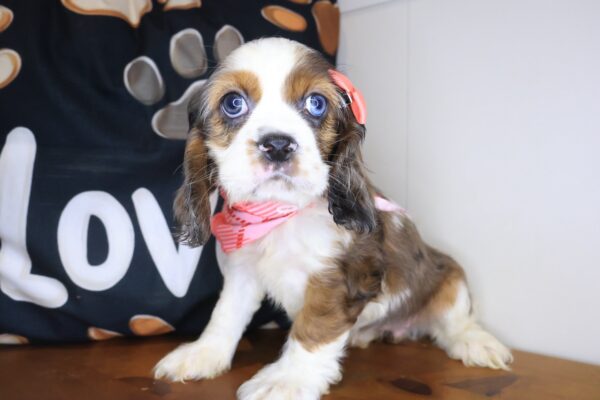 Rosalina Cocker Spaniel 01