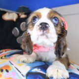 Rosalina Cocker Spaniel 02