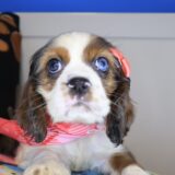 Rosalina Cocker Spaniel 04