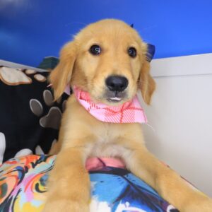 Rothwell Golden Retriever 01 Rothwell Golden Retriever 01