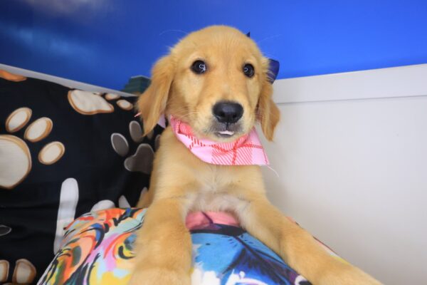 Rothwell Golden Retriever 01