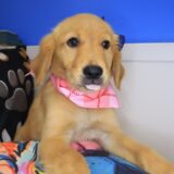 Rothwell Golden Retriever 02