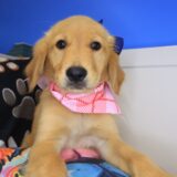 Rothwell Golden Retriever 04