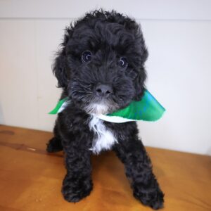Rudy Poodle 01 Rudy Poodle 01