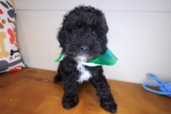 Rudy Poodle 01