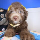 Sadie Bichapoo 01