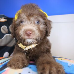 Sadie Bichapoo 01 Sadie Bichapoo 01