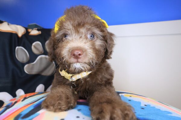 Sadie Bichapoo 01