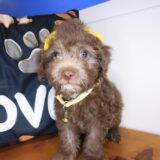 Sadie Bichapoo 02