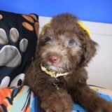 Sadie Bichapoo 04