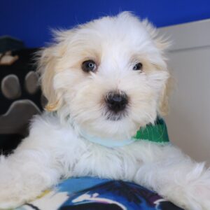Sammy Morkie 01 Sammy Morkie 01